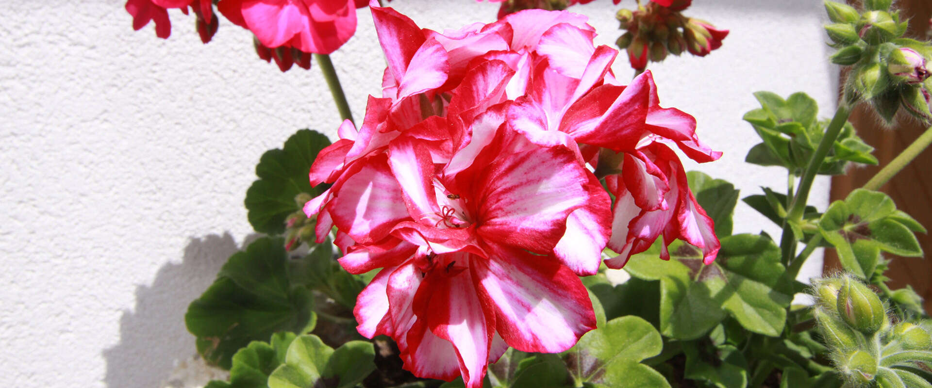 Blumen